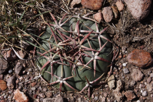 Von Mexico DF zum Rio Bravo